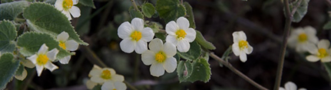 FITOTERAPIA AYURVEDICA: MALVA BRANCA FITOTERAPIA AYURVEDICA: MALVA BRANCA