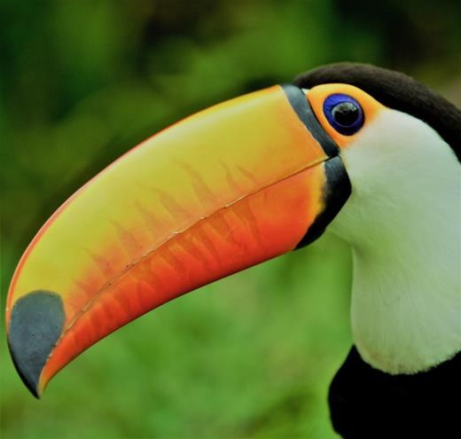 Tucano na área de preservação ambiental